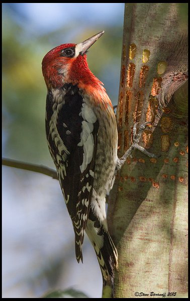 _5SB8204 red-breasted sapsucker.jpg